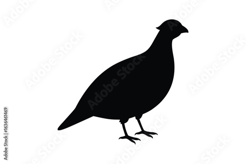 Elegant Black Grouse Bird Standing Profile View in Silhouette Style on White Background silhouette