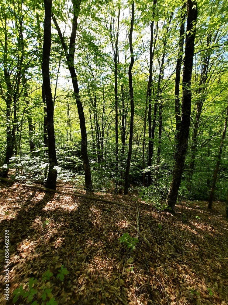 Fototapeta premium Alberi fitti nel bosco