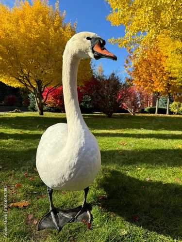 Fotografie Swan mute walking in autumn park.