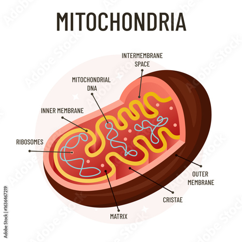 Mitochondria diagram biology cell structure vector illustration with labeled parts, energy production ATP factory of the cell, educational science infographic for school, learning, textbook, classroom