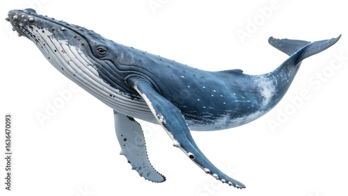 PNG Full Body Humpback Whale Isolated on White Background