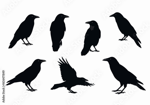 Diverse collection of black crow and raven bird silhouettes in various poses, including standing and flying, isolated on a clean white background.
