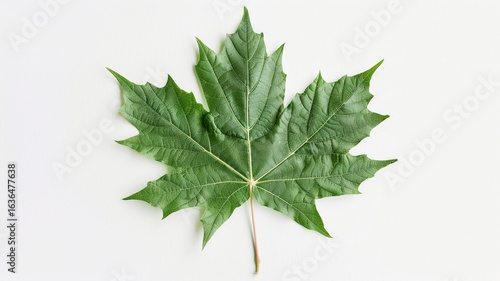 A single vibrant green maple leaf isolated on a clean white background, perfect for nature and seasonal themes.