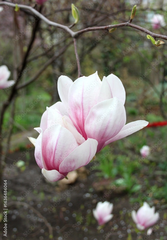 Fototapeta premium magnolia tree blossom in springtime. tender pink flowers bathing in sunlight. warm april weather. Pink spring magnolia flowers branch