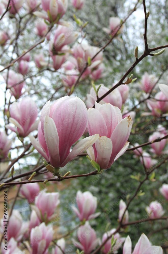 magnolia tree blossom in springtime. tender pink flowers bathing in sunlight. warm april weather. Pink spring magnolia flowers branch
magnolia tree blossom in springtime. tender pink flowers bathing in sunlight. warm april weather. Pink spring magnolia flowers branch
