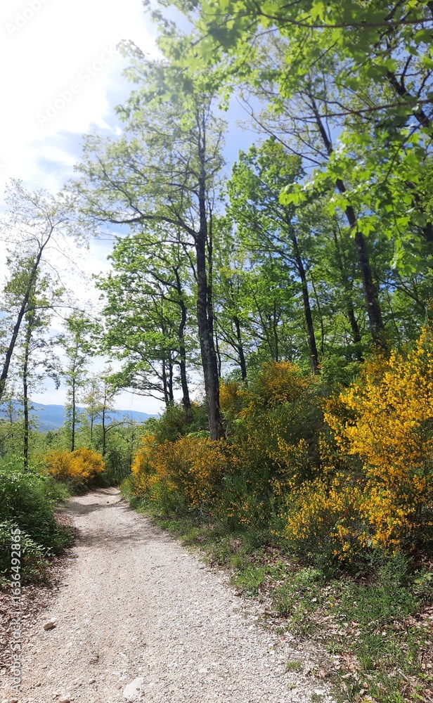 Fototapeta premium Sentiero di collina