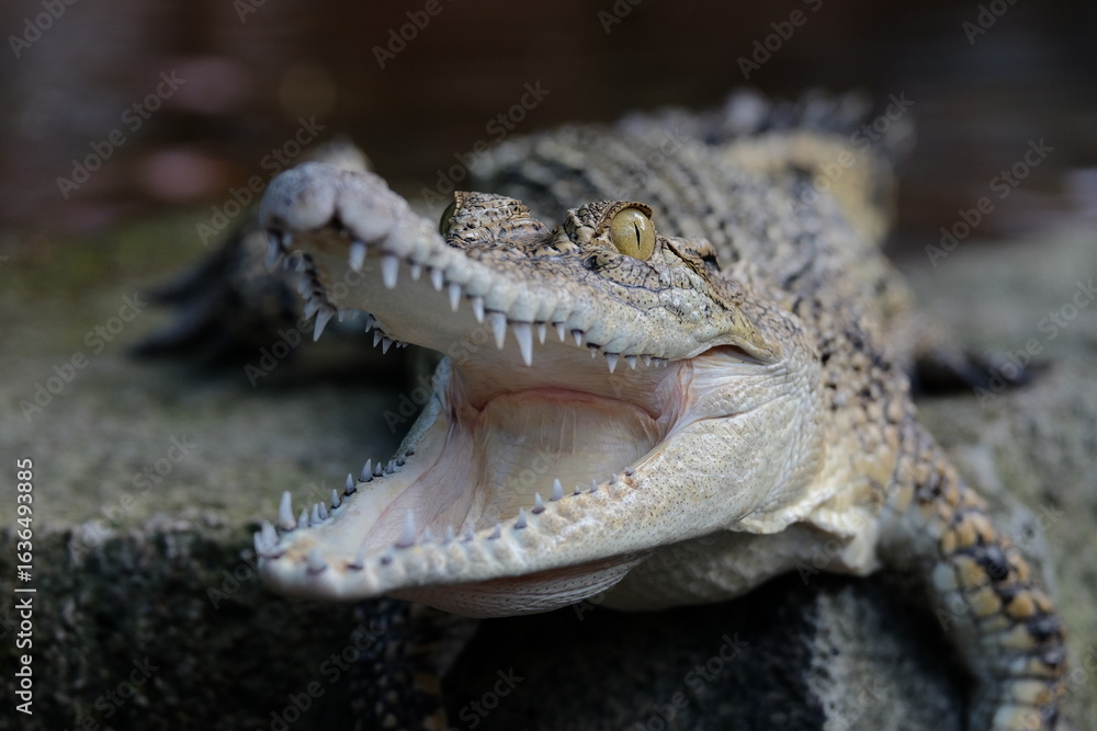 Obraz premium crocodile in the water