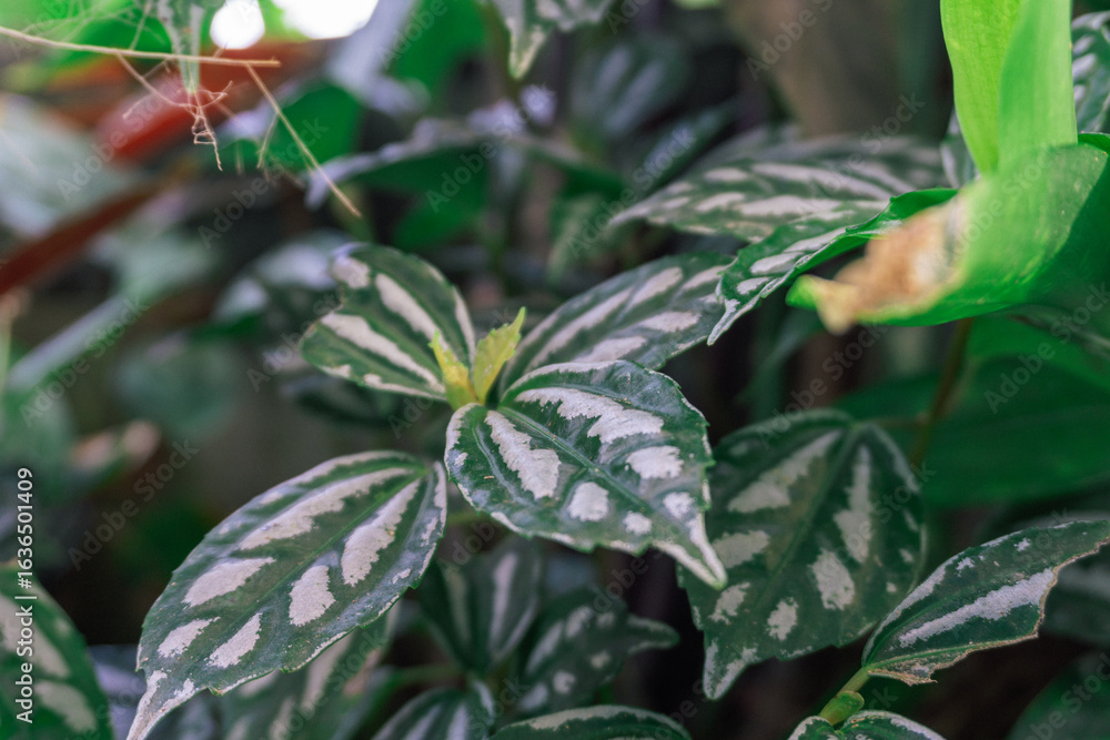 Fototapeta premium Close-up of a lush, vibrant plant with intricate leaf patterns