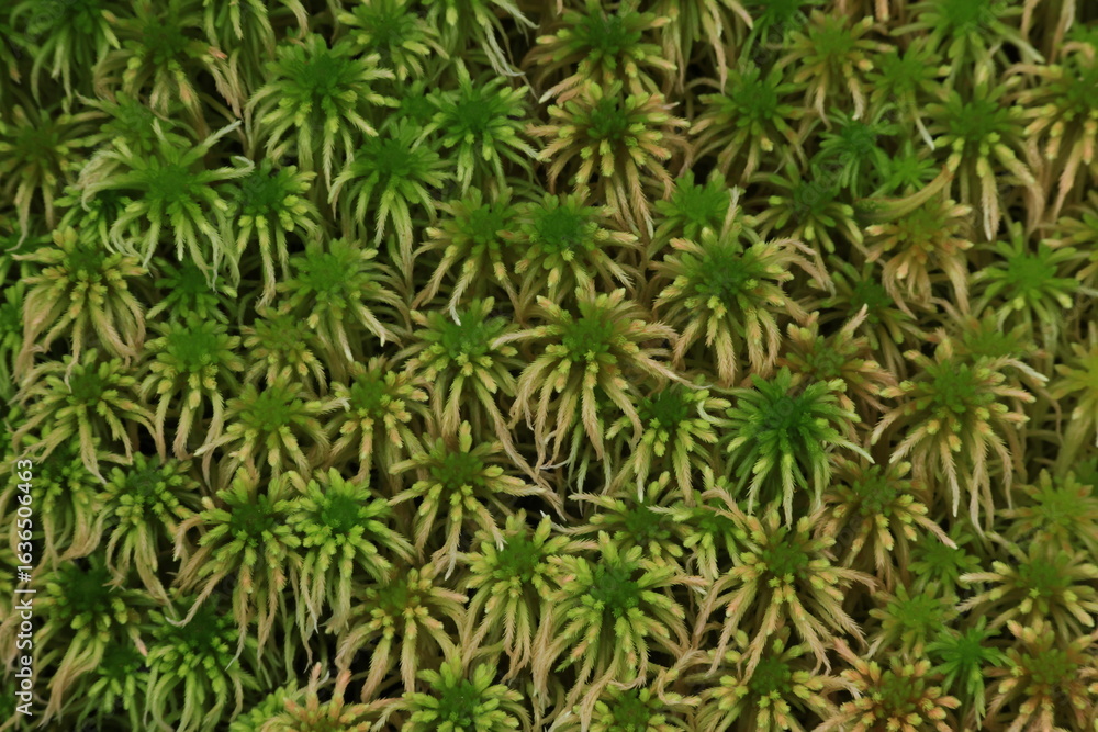 Sphagnum Cuspidatum ,Medium or large shoots, occurring in carpets or as a scattered submerged aquatic.Green to yellow, often tinged with red, red-brown or brown in capitula.
Sphagnum Cuspidatum ,Medium or large shoots, occurring in carpets or as a scattered submerged aquatic.Green to yellow, often tinged with red, red-brown or brown in capitula.
