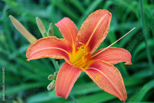 Daylily With Delicate Petals And Long Stamens