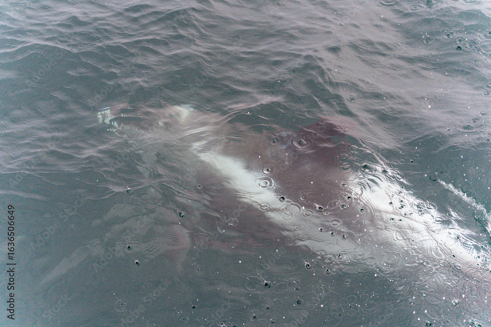 Naklejka premium Weißschnauzendelfin Island