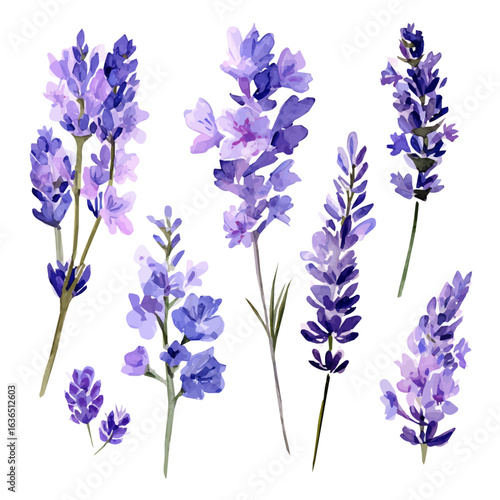 Elegant watercolor art of lavender sprigs, soft artistic strokes, isolated on a clean white background, vector-based EPS illustration. simple set