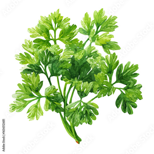 hand-painted parsley bunch from overhead view, blue flower in watercolor style painting for artist, with green leaf, simple design for plant set, illustration
