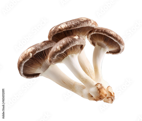 Harvesting fresh shiitake mushrooms farm location food natural view isolated on transparent background, png