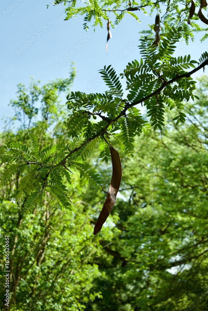 Fototapeta premium Close-up of lush green foliage with seed pods.