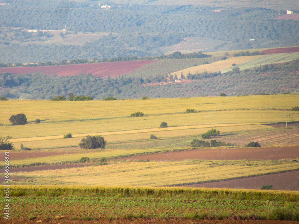 Fototapeta premium A scenic rural landscape featuring golden agricultural fields with curved tractor tracks, a red farming vehicle, and distant rolling hills under a clear sky. The image captures the beauty of cultivate