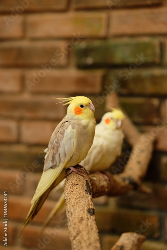 Bronzefallow Cockatiel - Close up detail of Cockatiel bird