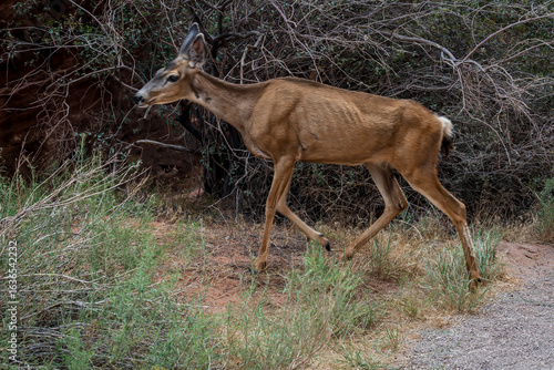 Vászonkép Deer in the Desert