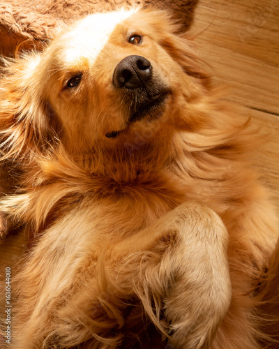 Schilderij op canvas golden retriever mimado
