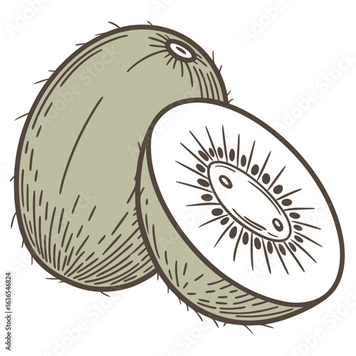 illustration of kiwi