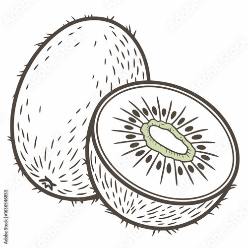 kiwi  vector illustration