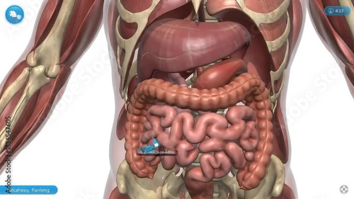 Wallpaper Mural Detailed Visualization of Human Digestive System with Focus on Intestines and Abdominal Organs Torontodigital.ca