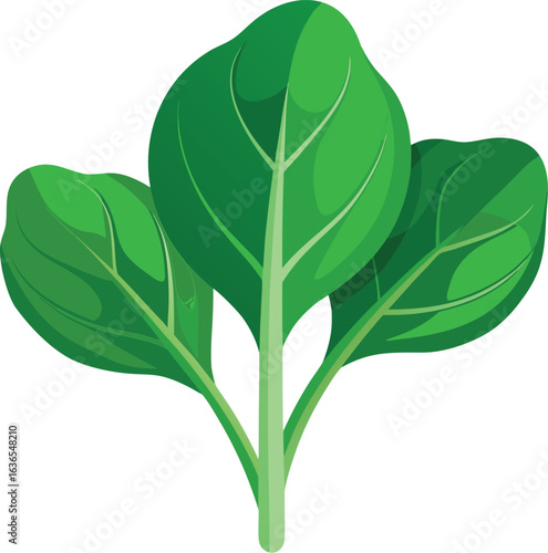 Fresh spinach leaves isolated on white background