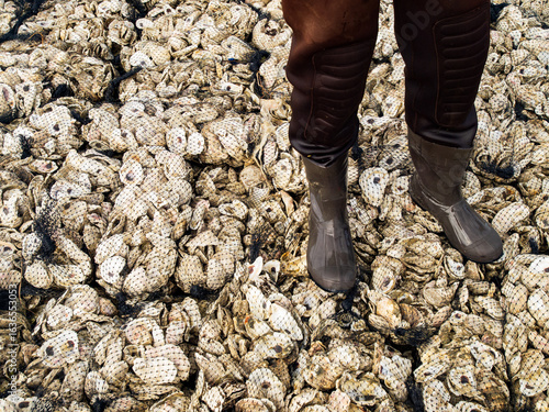 A man in waders and rubber boots stands on artificial reefs at an oyster restoration site near Mobile, Alabama