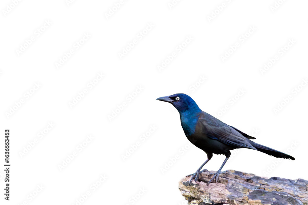 Obraz premium The common grackle (Quiscalus quiscula)