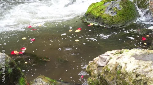 Rose petals floating down a stream by mossy rocks