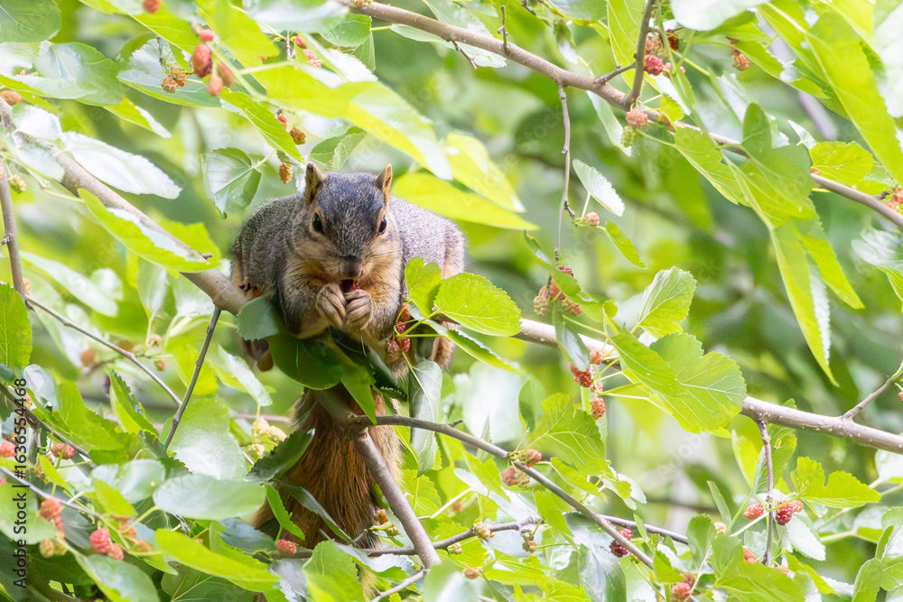 Obraz premium Portrait of North American squirrel