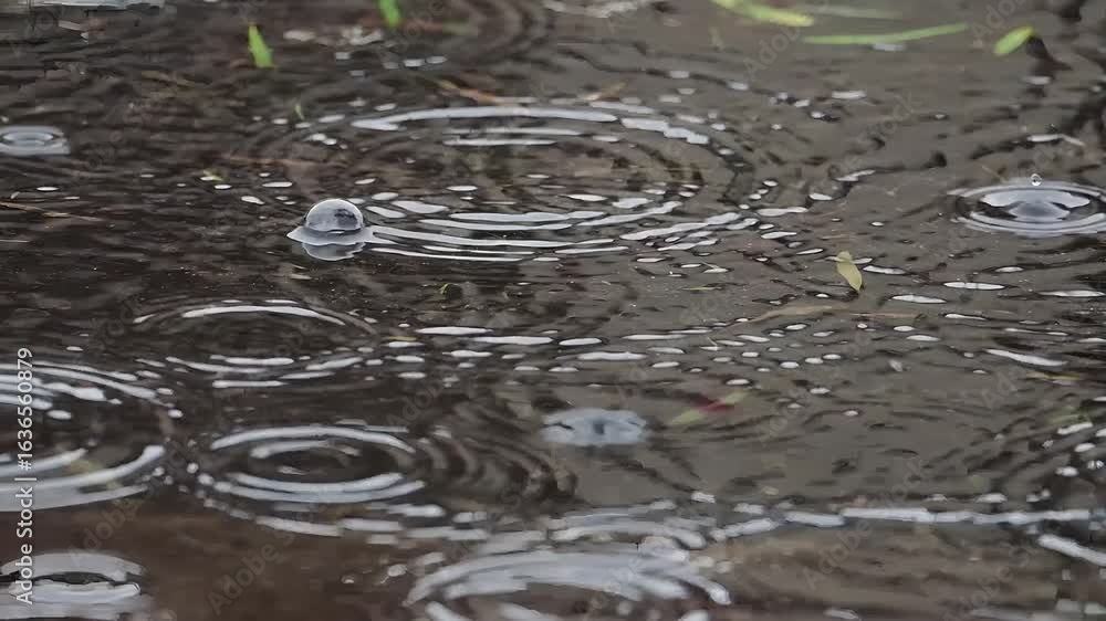 Circles of Light: The Hypnotic Dance of Raindrops on Water Circles of Light: The Hypnotic Dance of Raindrops on Water