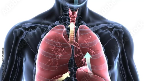 Detailed Human Respiratory System Anatomy Animation Showing Lungs and Trachea in a Medical Illustration
