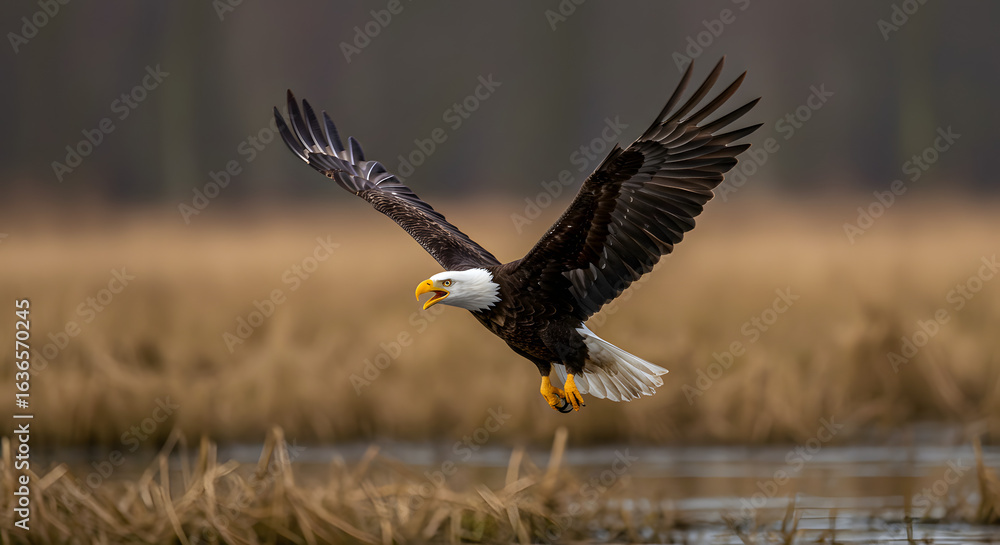 Obraz premium Bald eagle soaring over a wetland