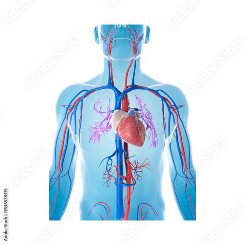 Anatomical illustration of the human circulatory system and heart