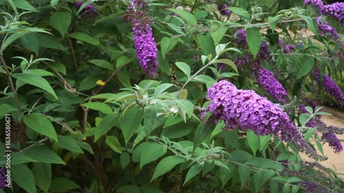A close-up of a Butterfly Bush in full summer bloom. The Buddleja davidii shrub features long, conical panicles of fragrant, vibrant purple flowers.