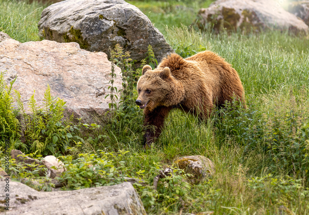 Naklejka premium Brown bear, Ursus Arctos, with long fir in Swedish forest, Woods in Scandinavia, Europe.