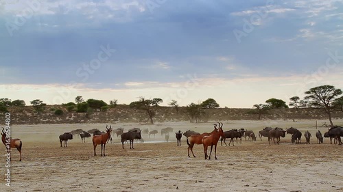 Hartebeest and blue wildebeest  herd along waterhole in Kgalagadi transfrontier park, South Africa; specie Alcelaphus buselaphus and Connochaetes taurinus family of bovidae