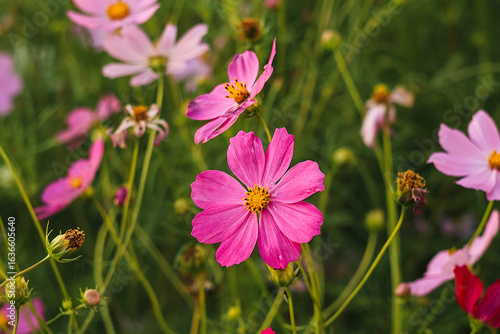 Elegant pink cosmos blossoms sway in a colorful field, showcasing nature's serenity and the intricate design of each petal.