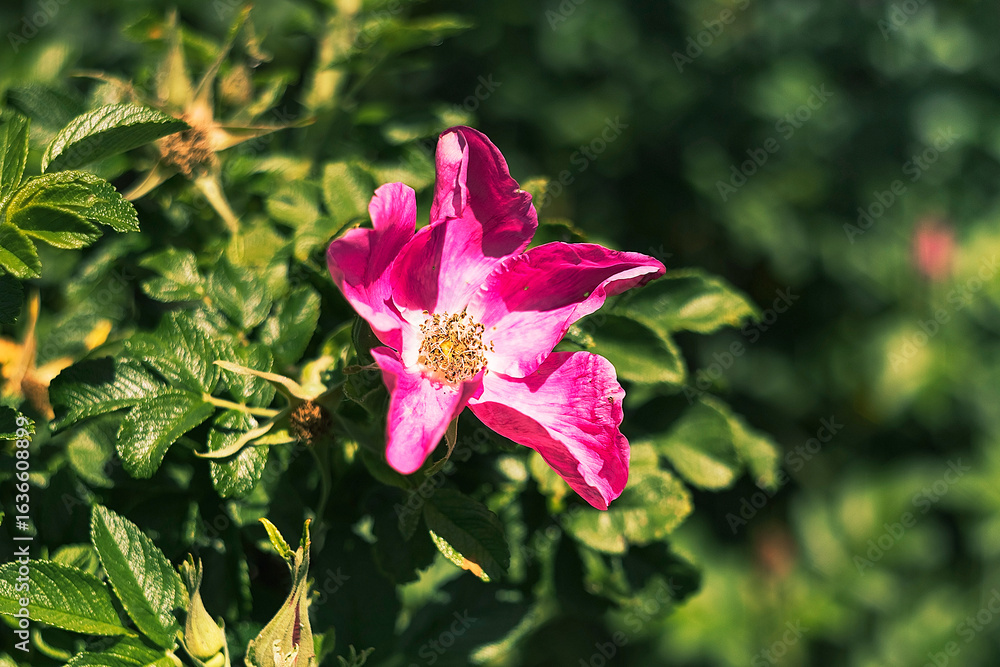 Obraz premium Delicate wild pink roses sway among green leaves, bringing color and serenity to the garden view.