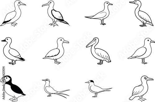 Seabirds Line Art Collection with puffin, murre, pelican, cormorant, gannet, kittiwake, tern, frigatebird, shearwater, booby, tropicbird