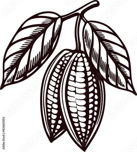 Detailed engraved illustration of cacao beans pod with leaves isolated on white background