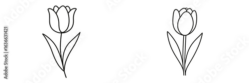 Two simple line drawings of tulips on a white background showcasing minimalist floral design aesthetics
