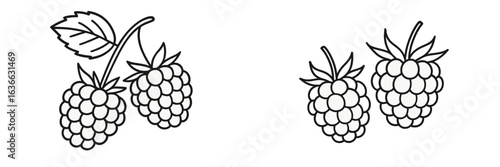 Raspberries on a stem and clusters set against a white background