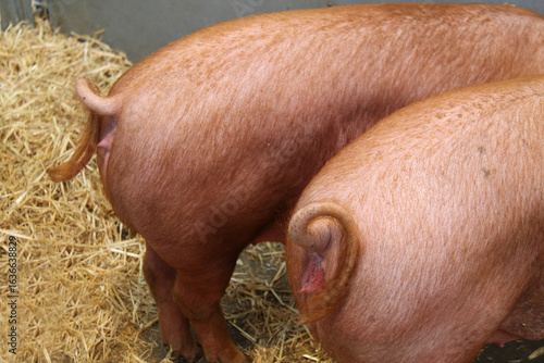 Wallpaper Mural The Curly Tails of Two Adult Tamworth Farm Pigs. Torontodigital.ca