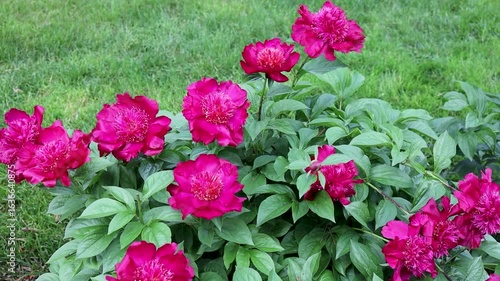 Pink Peony Flowers in Bloom
