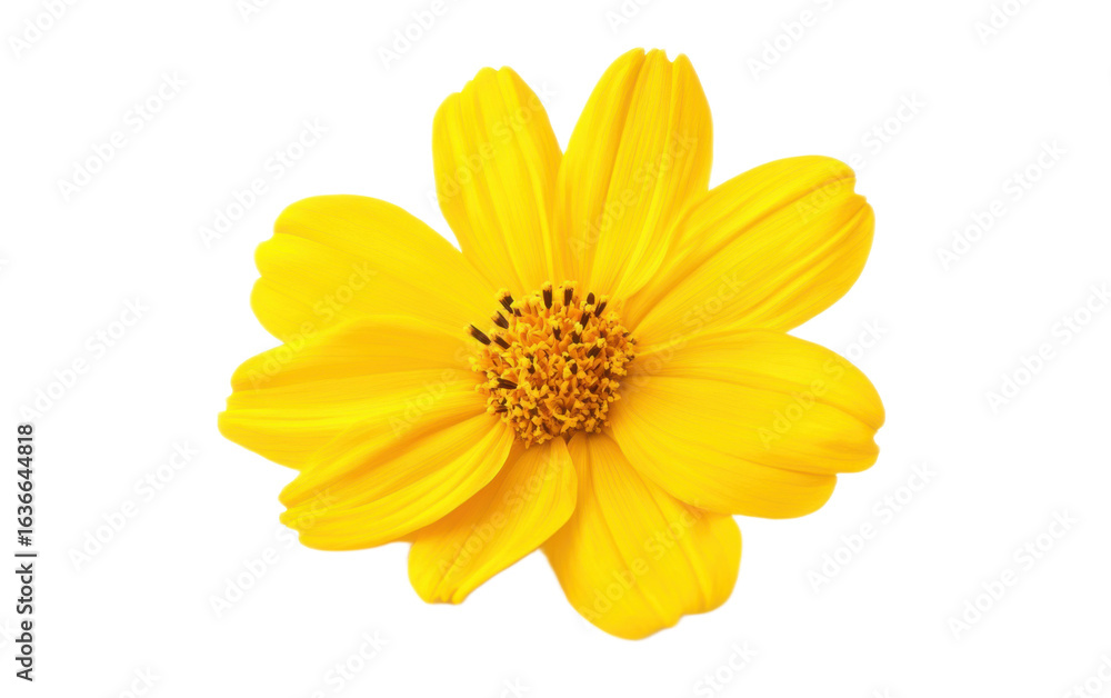 Yellow flower on transparent background, png Yellow flower on transparent background, png