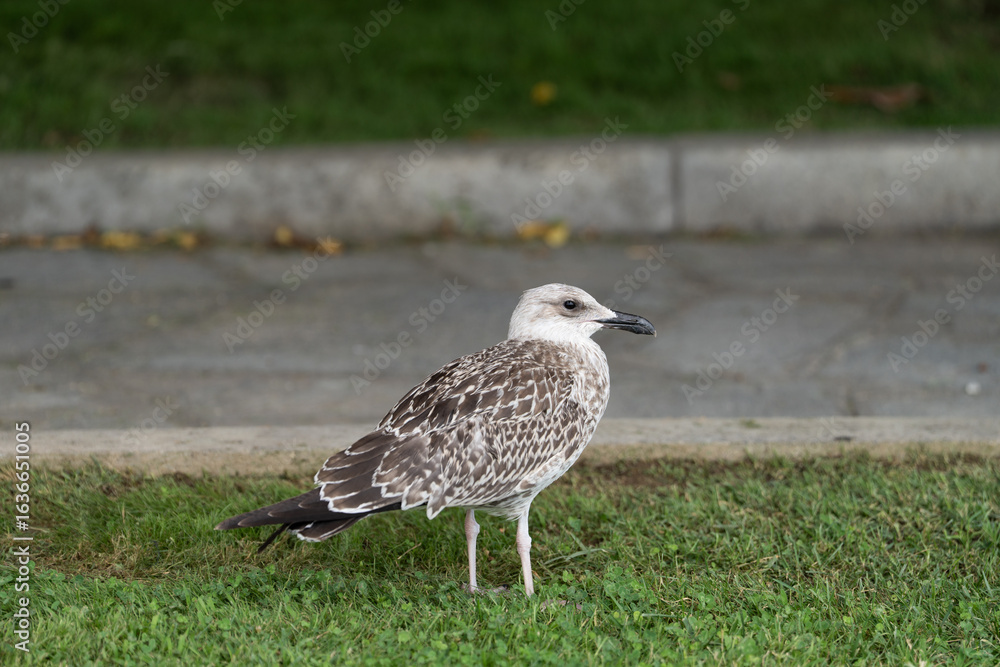 Obraz premium Seagull standing on green grass in a natural outdoor setting, with soft sunlight highlighting its feathers.