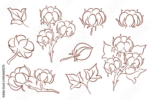 Cotton plant line art set with flowers, bolls and leaves in line art style for textile, agriculture nature and eco design isolated on white background.