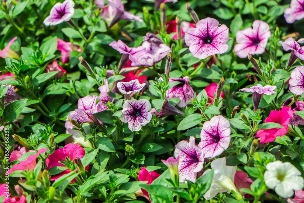 Colorful petunia flowers close up. petunia flowers in the garden.Petunia flower (Petunia hybrida). Blooming in the garden Colorful petunia flowers close up. petunia flowers in the garden.Petunia flower (Petunia hybrida). Blooming in the garden